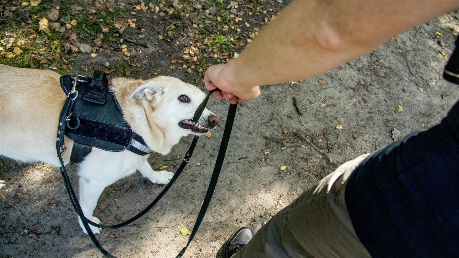 Ein Hund, der auf eine Leine beißt.
