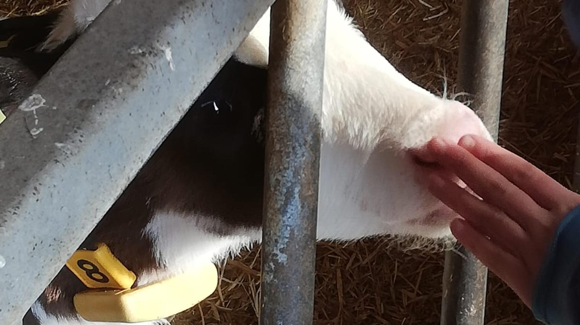 Um Aufklärung zu betreiben, hat das Landvolk Niedersachsen, Kreisverband Bremervörde e.V., mit BAUER e.V. und LANDWIRT e.V. zwei Fördervereine ins Leben gerufen, die Besuchergruppe auf ihre Höfe einladen und über die moderne Landwirtschaft aufklären.