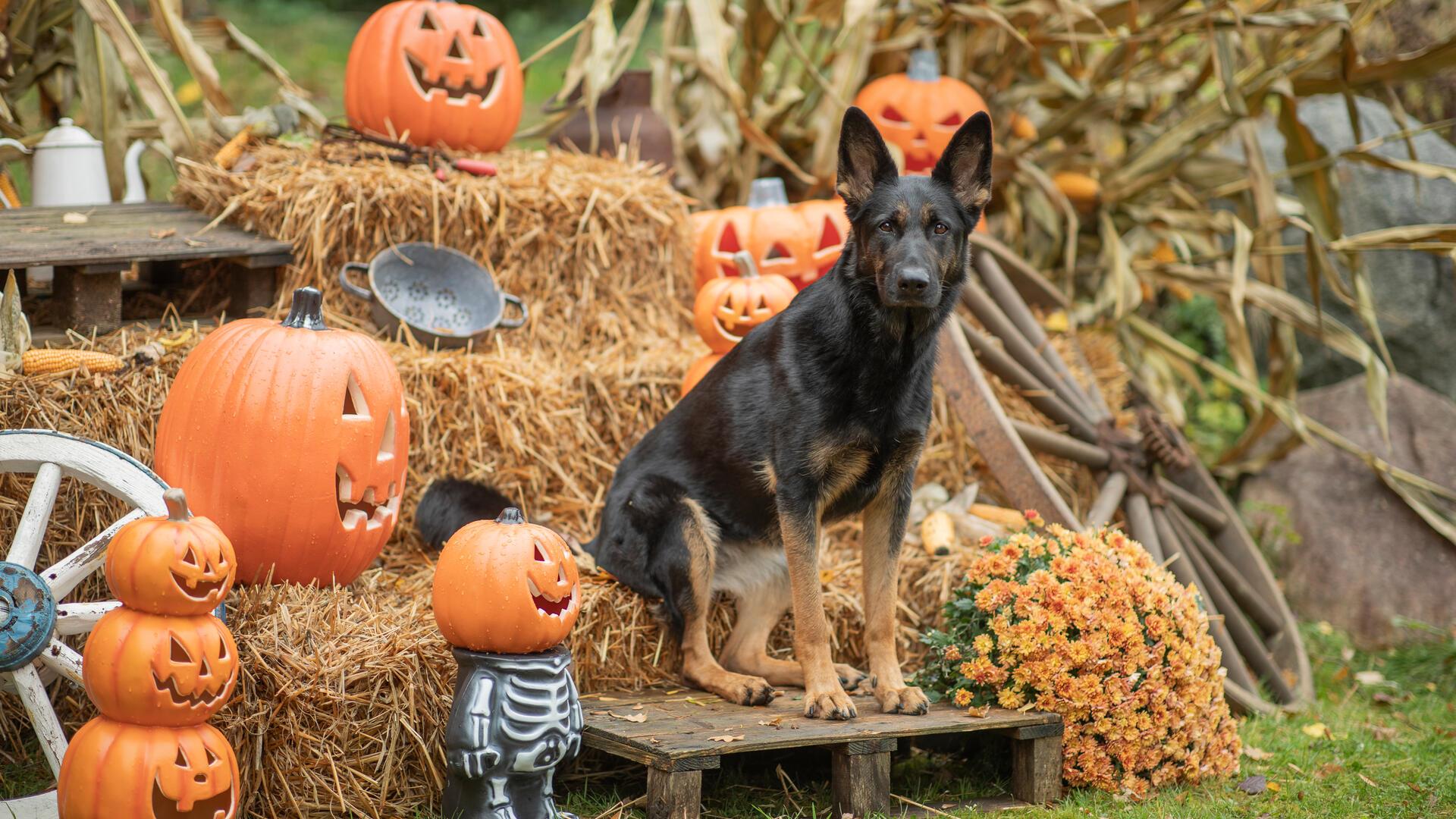 Ein Hund sitzt auf einem Heuballen umgeben von Kürbissen. 