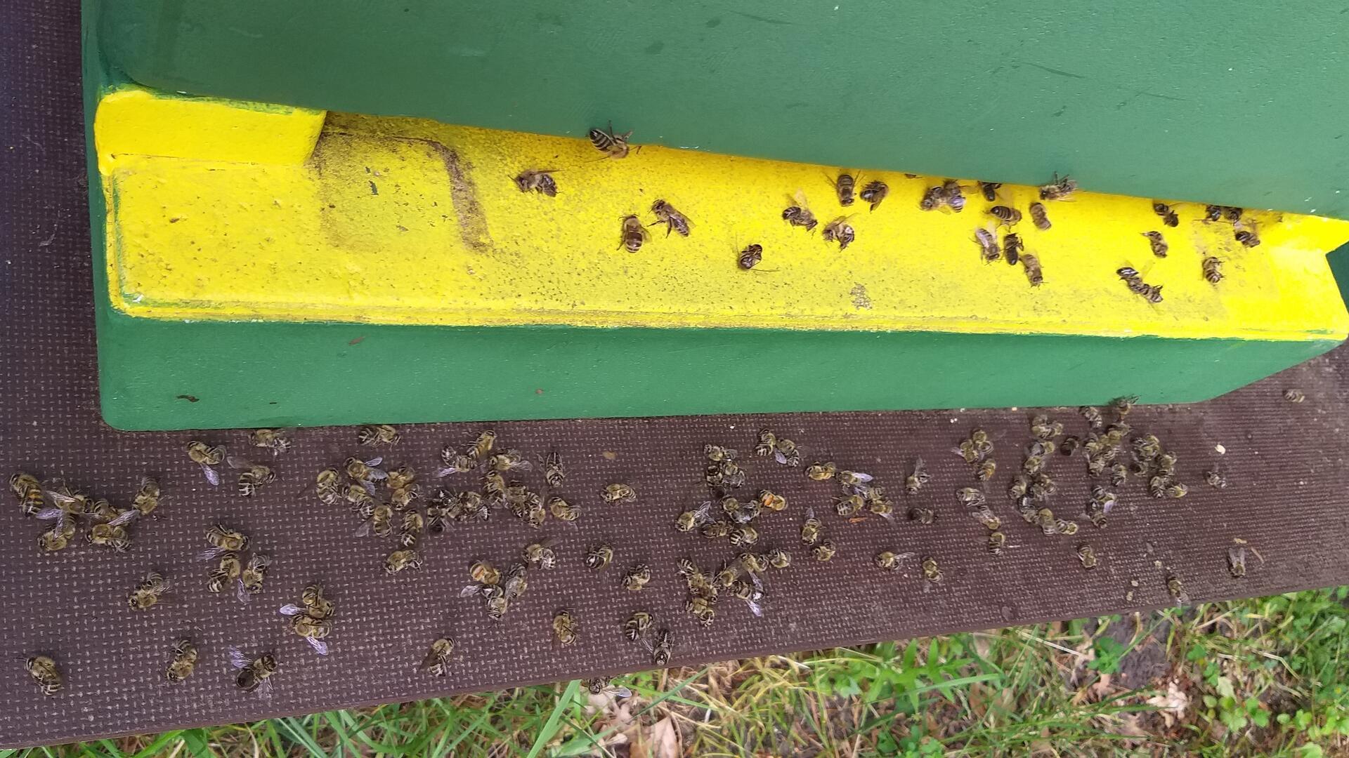 Tote Bienen am Bienen-Stock
