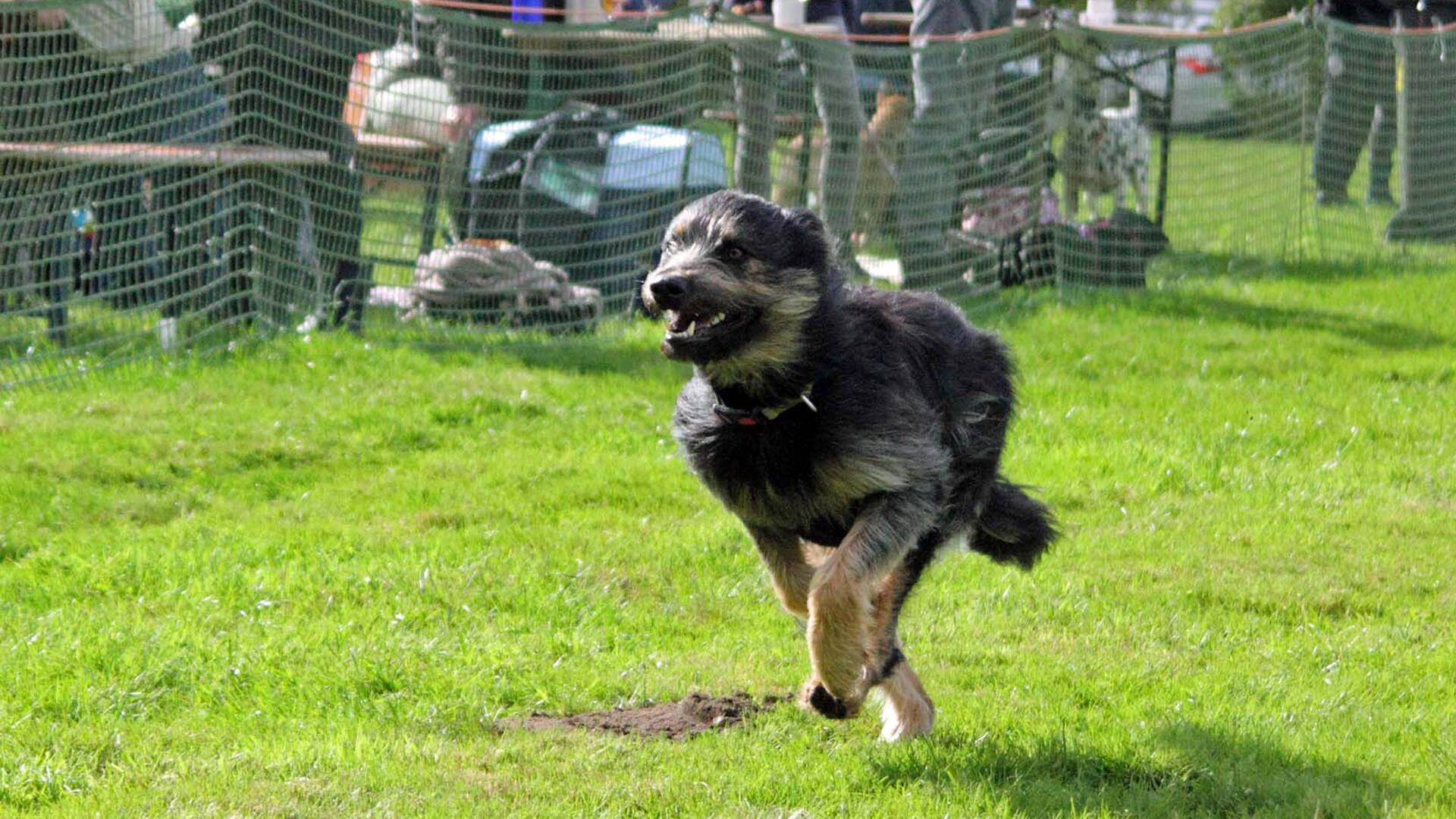 Ein Hund sprintet auf einer 80-Meter-Bahn beim Jederhundrennen in Hoope, Zuschauer hinter Absperrzaun
