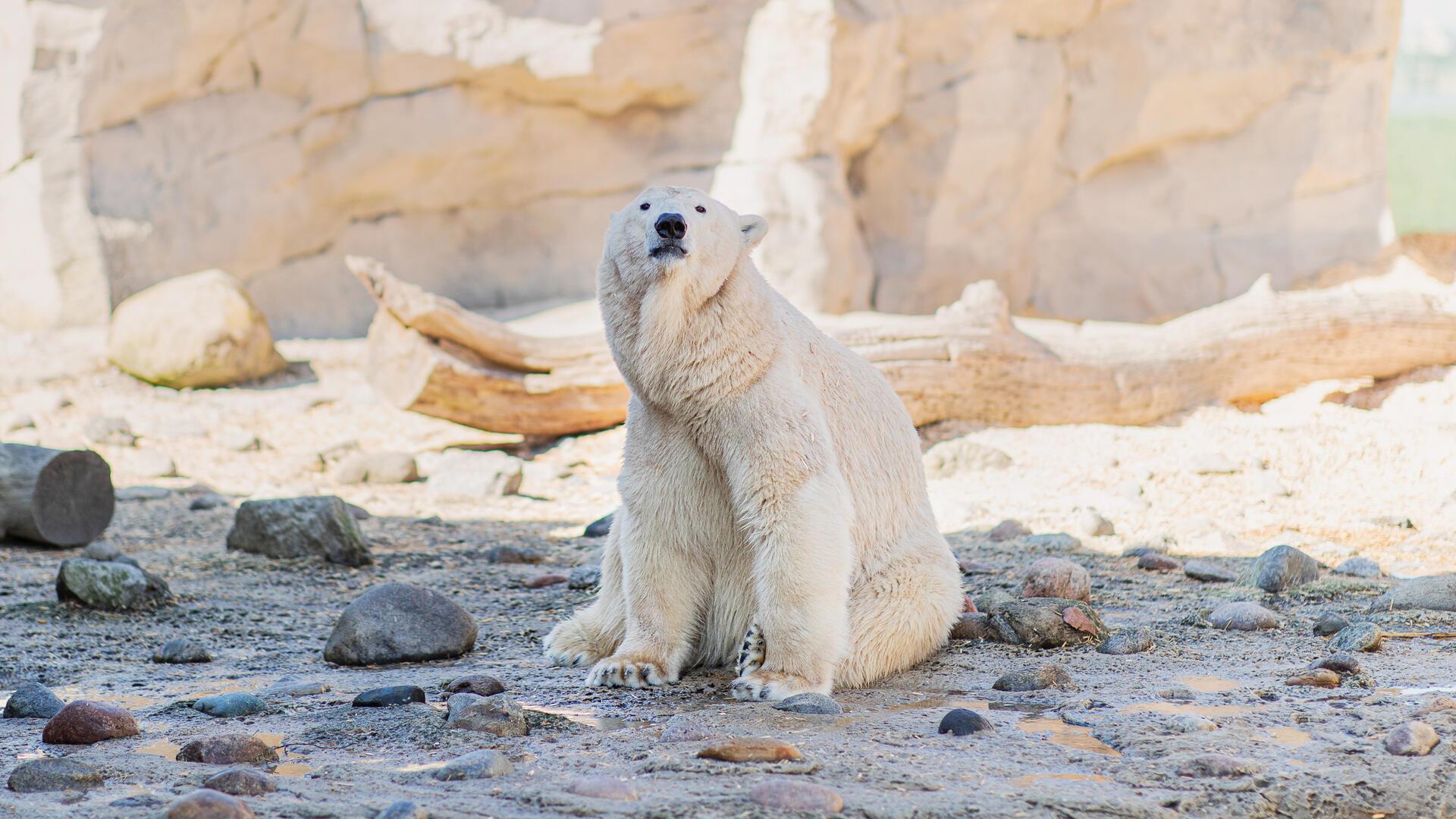 Eisbär Valeska im Zoo am Meer.