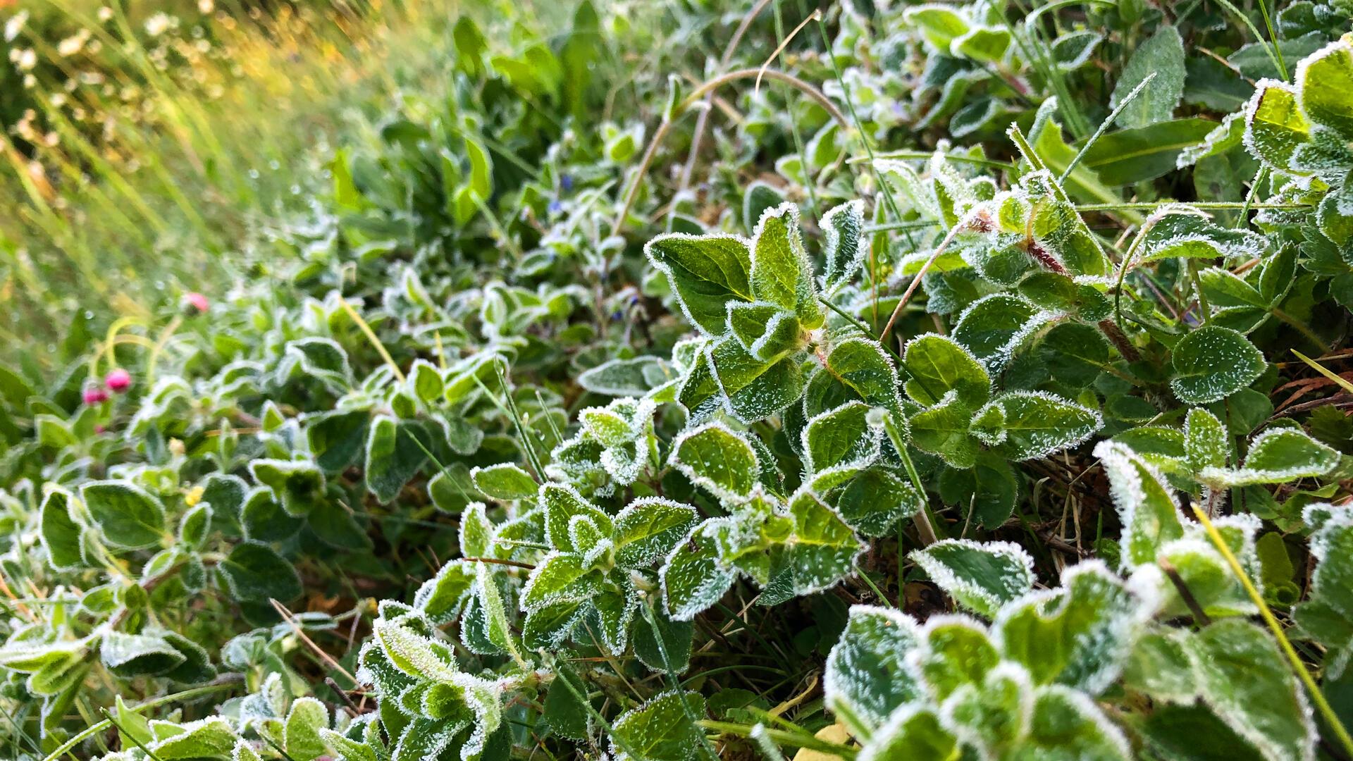 Pflanzen sind nach einer kalten Nacht mit Frost überzogen.