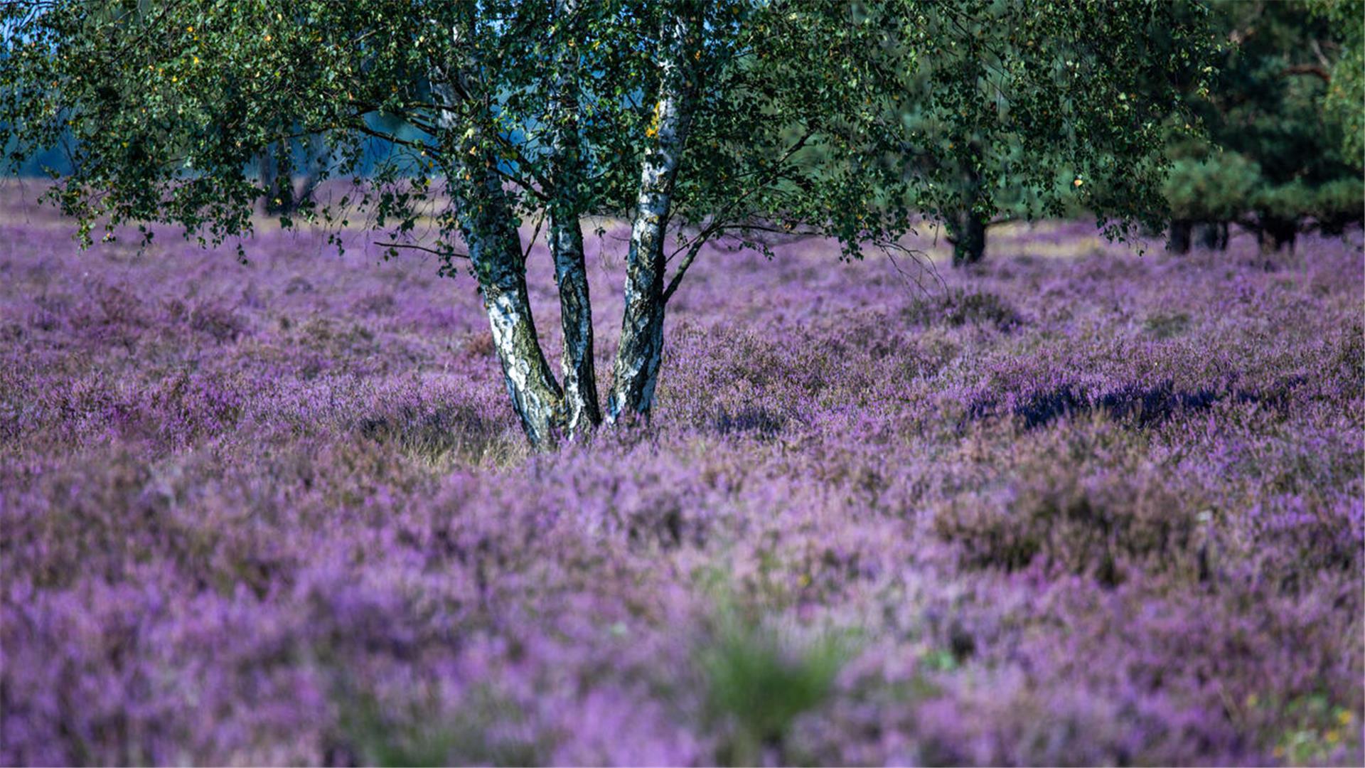 Wenn die Heide blüht: Der Sozialverband bietet eine Tagestour in die Lüneburger Heide an.