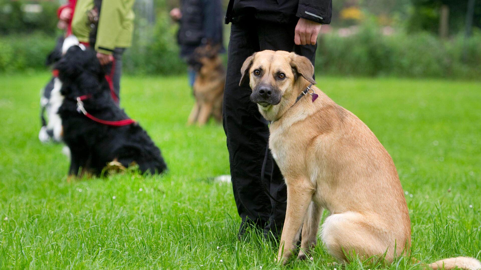 Ein hellbrauner Hund sitzt neben einer Person in langen schwarzen Hosen, von der nur die Beine zu erkennen sind.