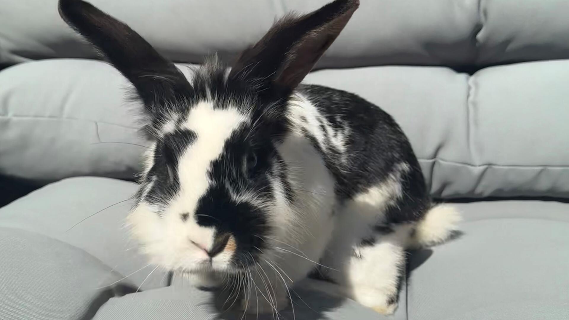 Wer vermisst dieses Kaninchen? Diese Frage stellt sich die Polizei Bremerhaven, bei der das Tier am Dienstag abgegeben wurde.