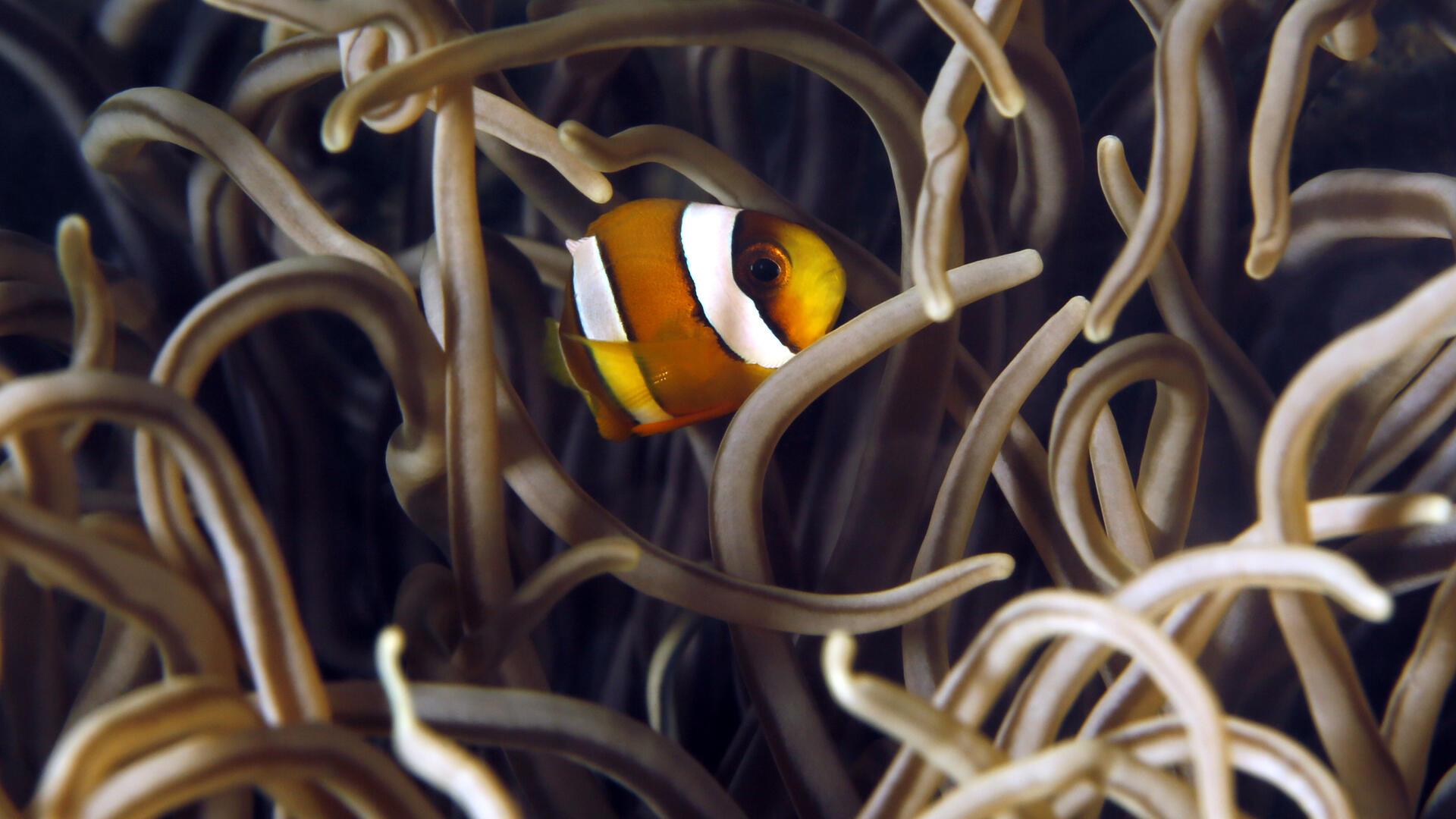 Ein Clownfisch Wer von Meerwasseraquarien mit Korallenriffen und bunten Fischen fasziniert ist, sollte das 2. Meerwassertreffen Norddeutschland am 27. und 28. September im Klimahaus Bremerhaven nicht verpassen. Mehr als 20 Anbieter sind vertreten.