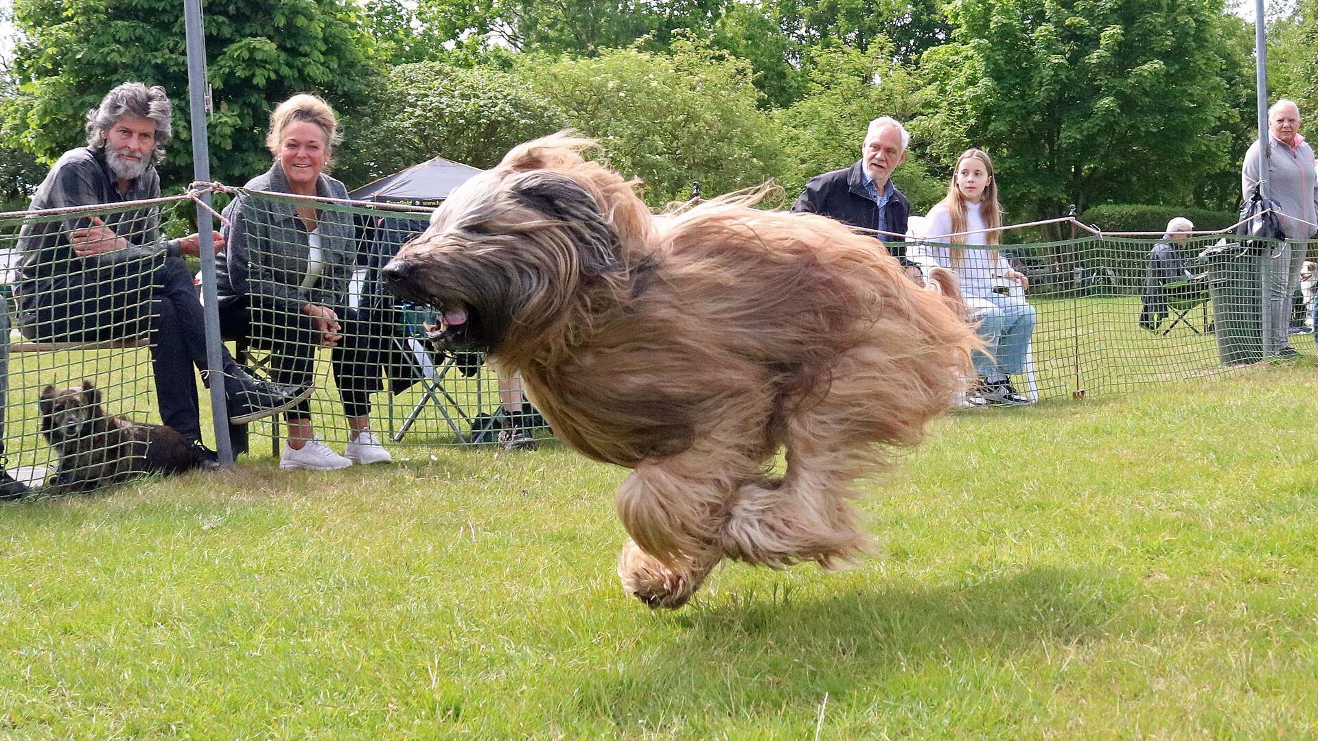 Langhaariger Hund sprintet mit fliegendem Fell über eine Wiese beim Jederhundrennen in Hoope, während Zuschauer hinter einem Sicherheitsnetz das Geschehen verfolgen.