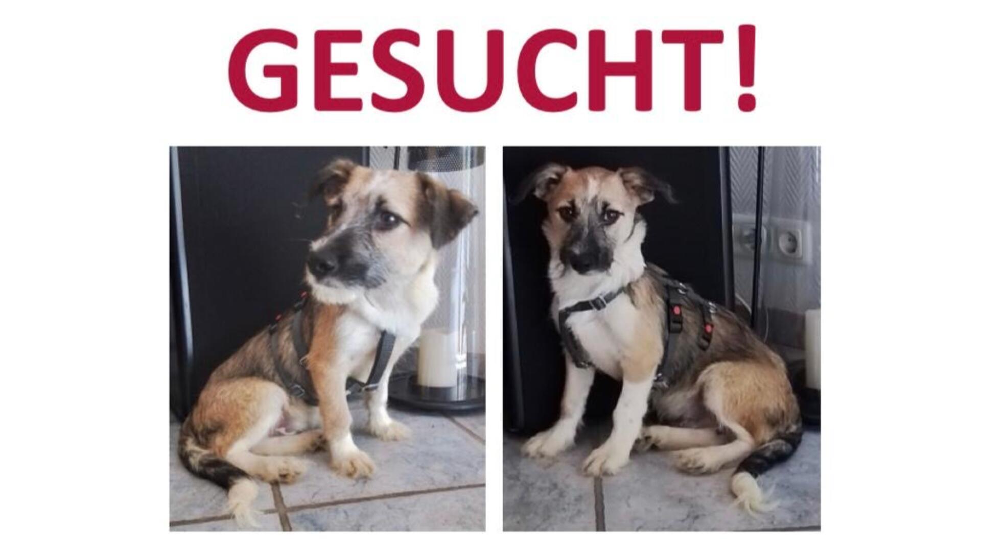 Man sieht einen Flyer mit zwei Fotos von einem Welpen und den roten Schriftzug „Gesucht“ darüber.