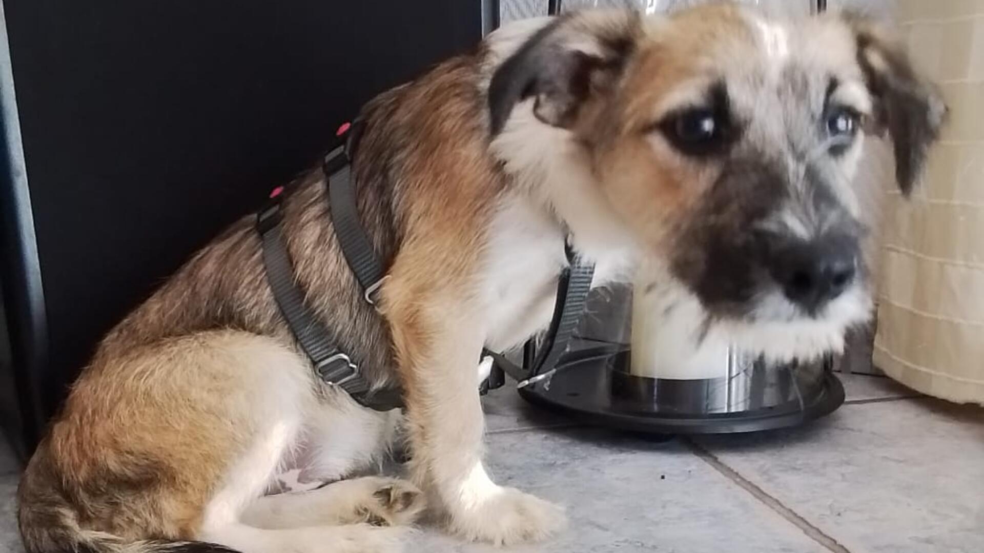 Wo ist Welpe Benny? Viele Menschen in Bremerhaven-Lehe suchten nach dem entlaufenen Hund aus Rumänien.