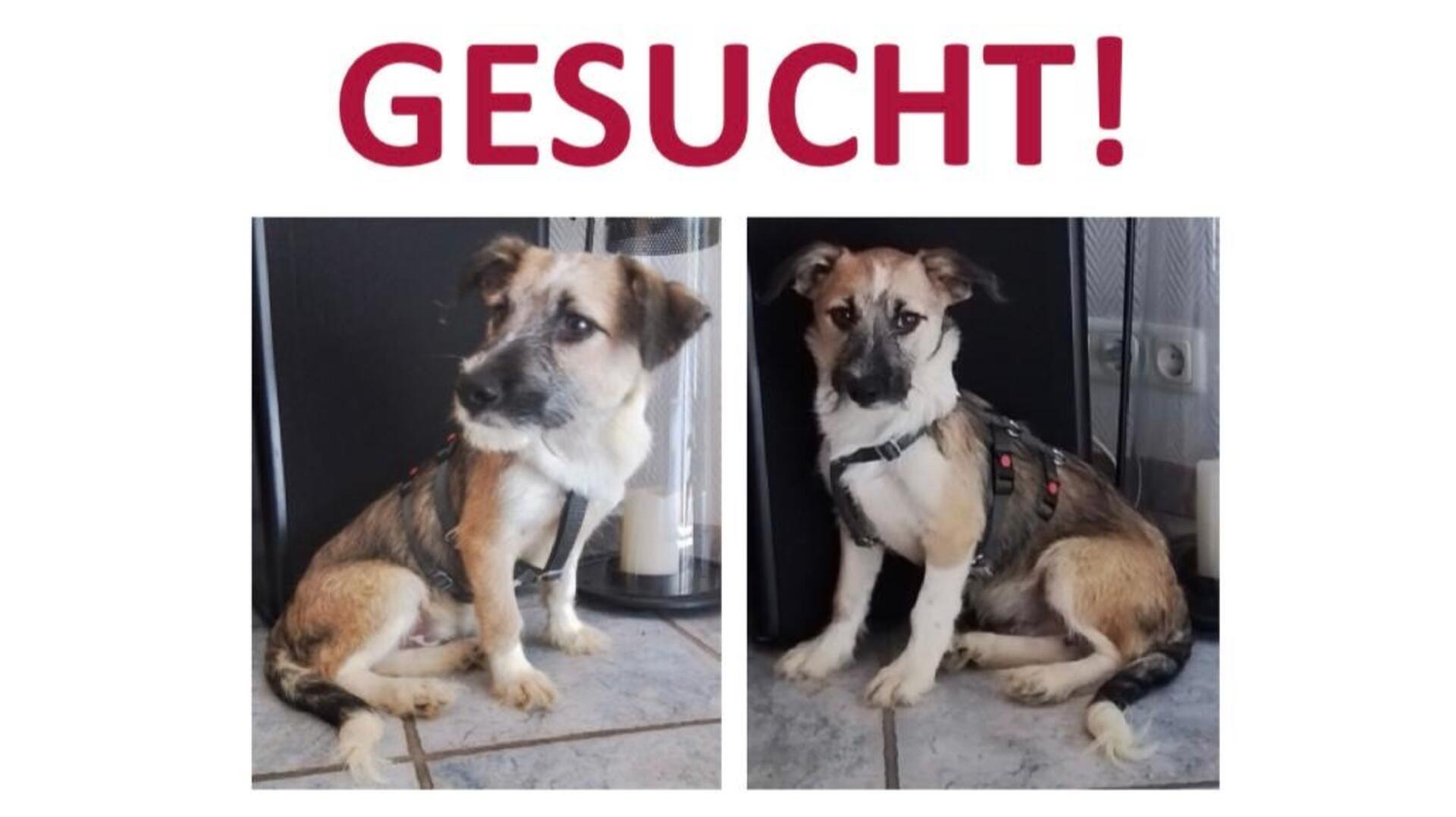 Man sieht einen Flyer mit zwei Fotos von einem Welpen und den roten Schriftzug „Gesucht“ darüber.