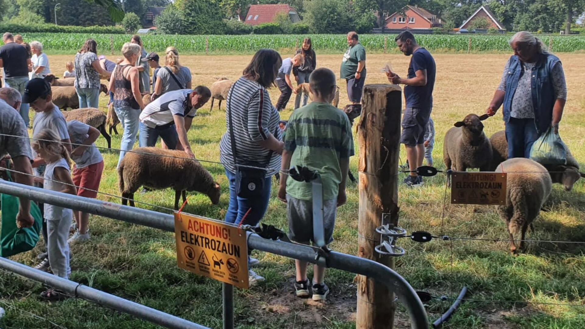 Viele Menschen stehen auf einer Wiese mit Schafen.