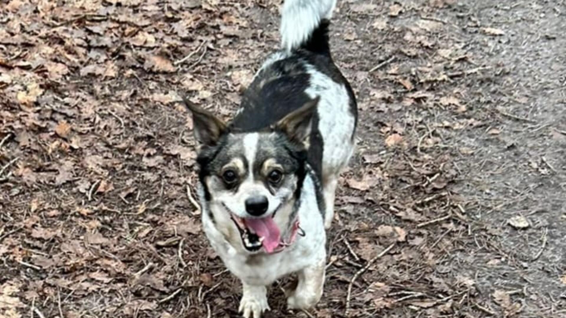 Ein kleiner Hund mit heraushängender Zunge
