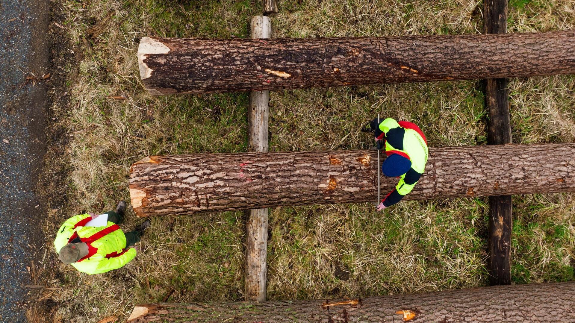Landesforsten erzielen 350.000 Euro mit Holz-Versteigerung Zwei Mitarbeiter der Landesforsten vermessen auf dem Wertholzlagerplatz einen Baumstamm.